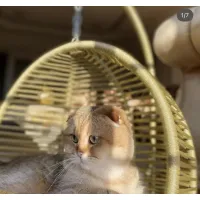 Pletena košara za mačke in majhne pse, za ljuljanje, siva