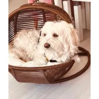 Gugalno ležišče za mačke in majhne pse z mehko blazino, oranžna