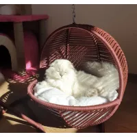 Gugalno ležišče za mačke in majhne pse z mehko blazino, oranžna