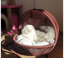 Pletena košara za mačke in majhne pse, za ljuljanje, naranča
