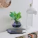 Black floating levitation planter, Bonsai, 360°