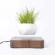 Floating levitation planter, Bonsai, walnut base