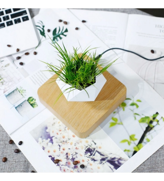 Floating levitation planter, Bonsai, walnut base