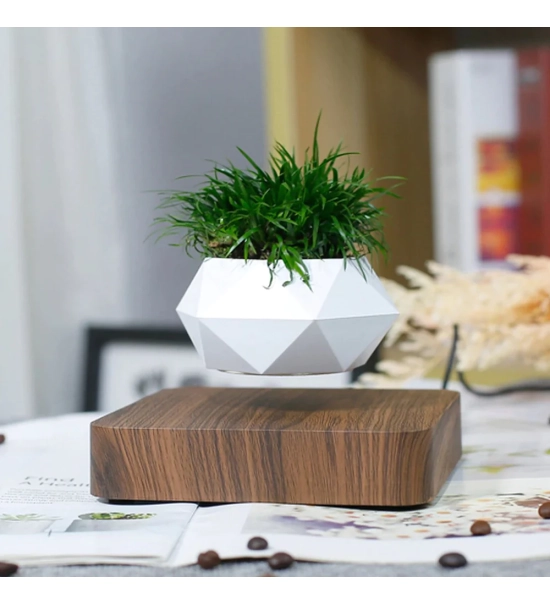 Floating levitation planter, Bonsai, walnut base
